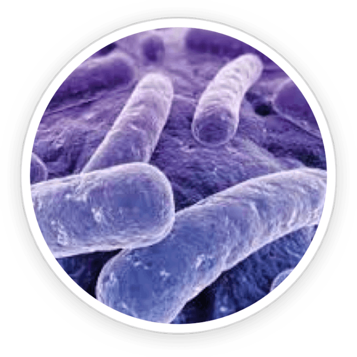ProDentim Ingredients - Lactobacillus Reuteri for Oral Health